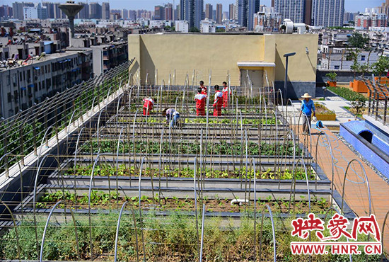 郑州第103中学楼顶建阳光农场