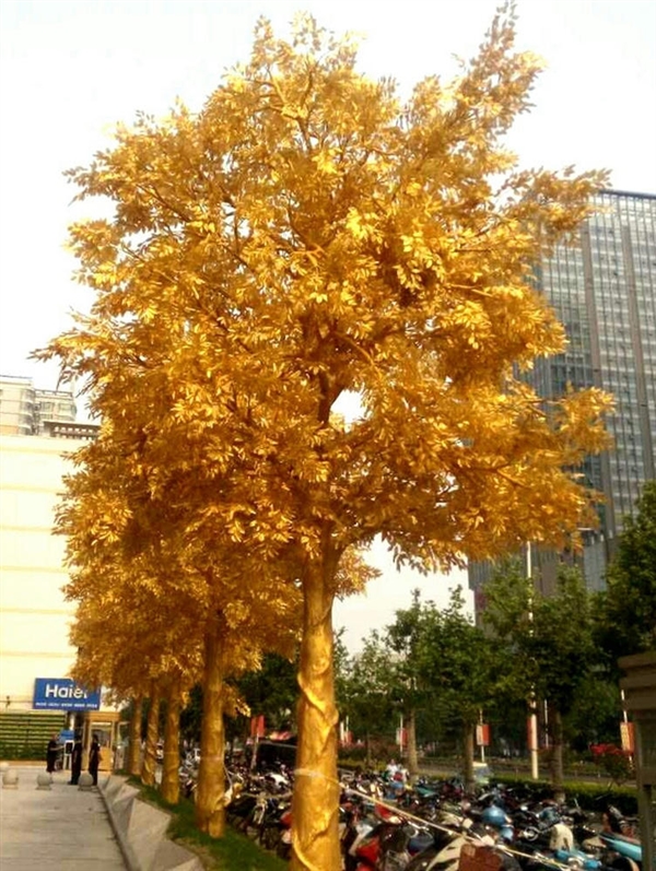 河南：郑州街头现整排“黄金树” 阳光照耀晃瞎眼