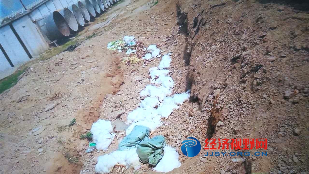 河南淮阳：大用养鸡场污染环境令人忧