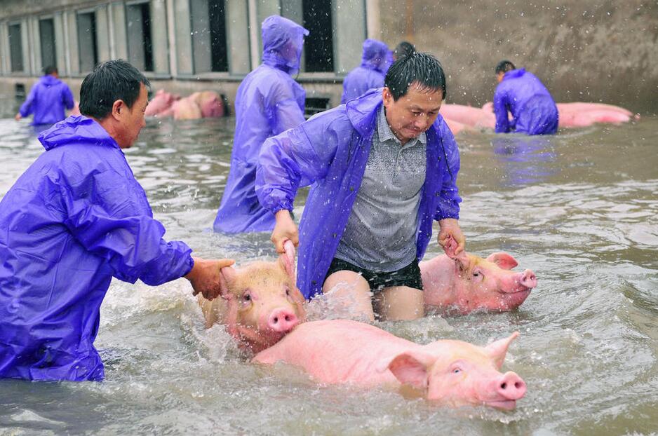 安徽“诀别猪”怯后余生