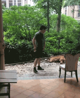 打死金毛犬被刑拘
