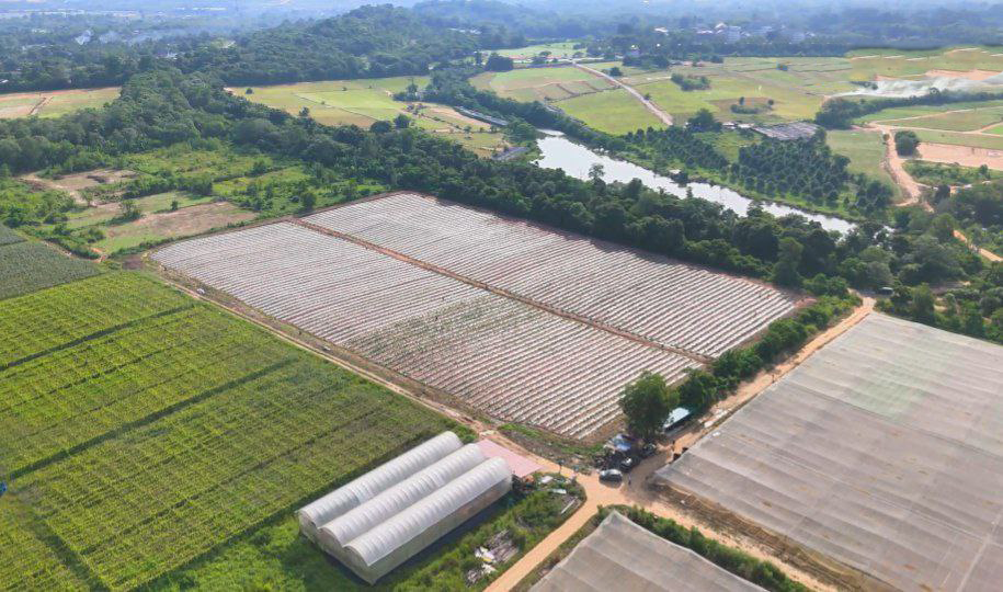 金链资本森美兰考察：600亩规模化运营打造高频现金流，RWA通证化赋能全球投资者